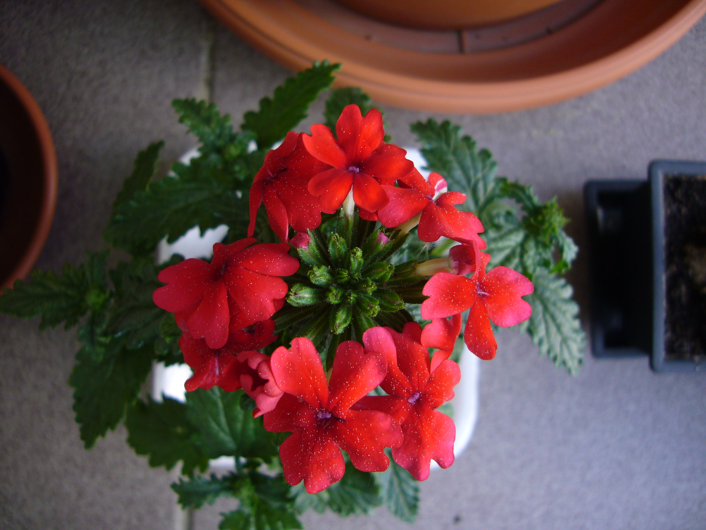 P1010542.JPG
